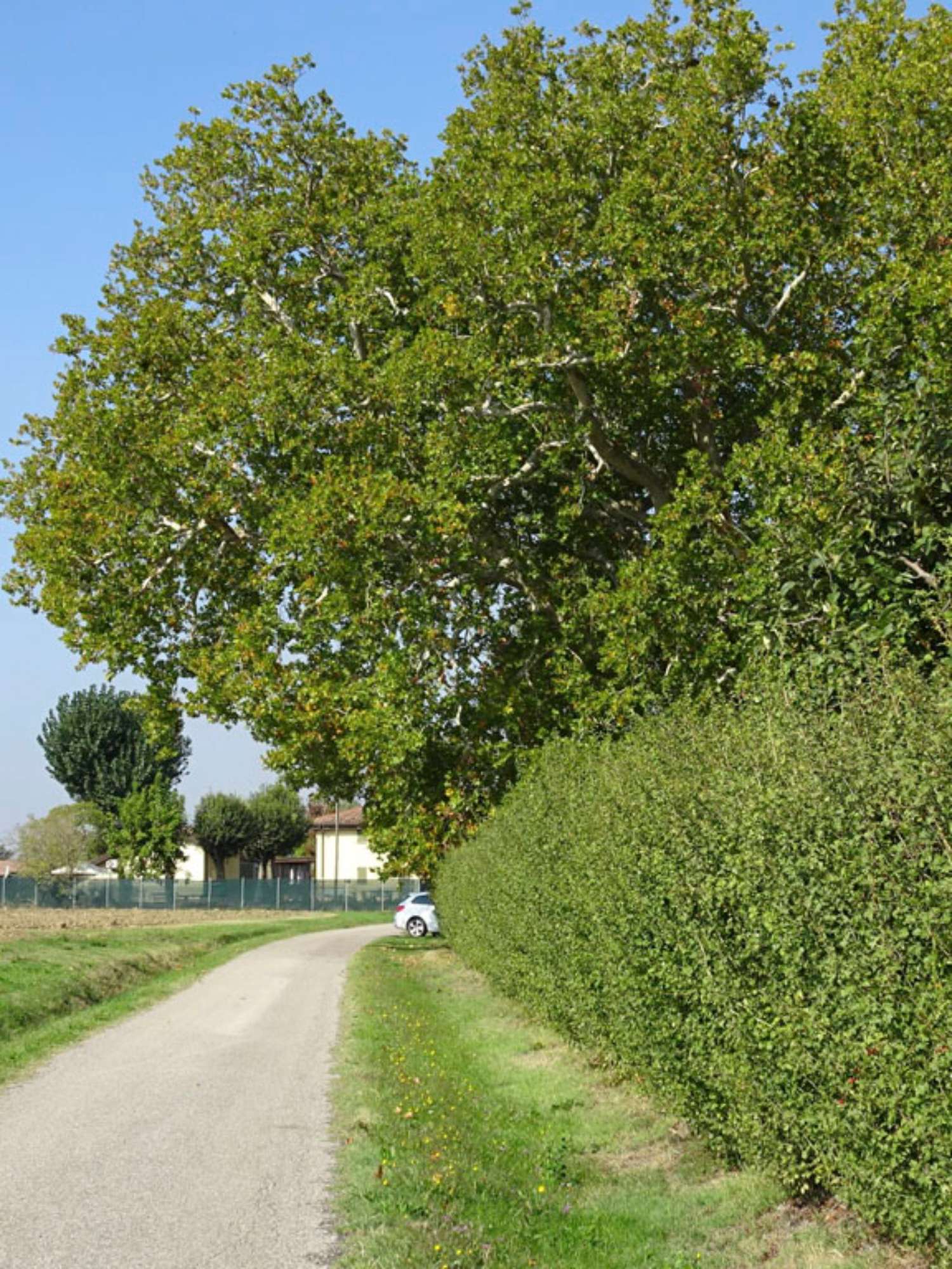 DSC01927 - Taglio